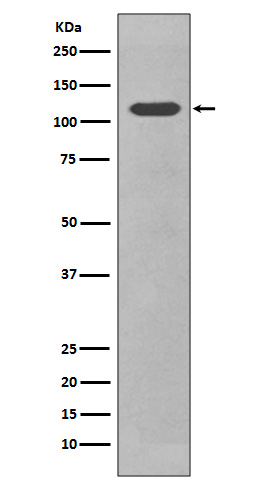 CD34 Ab