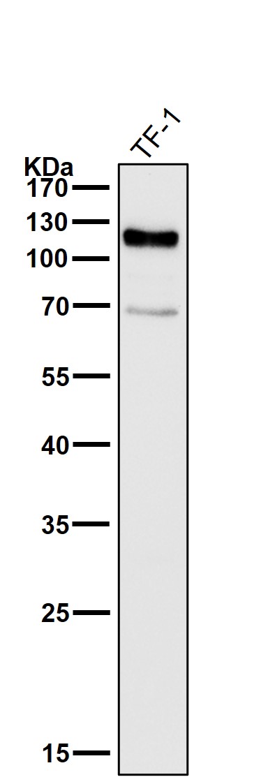 CD34 Ab