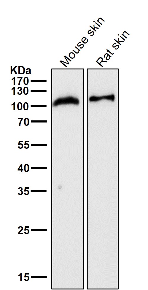 CD34 Ab