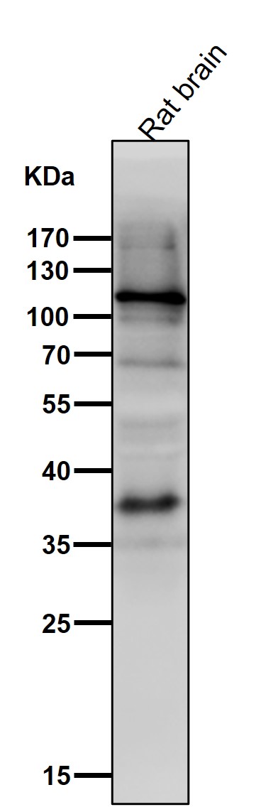 HIF 1 alpha Ab