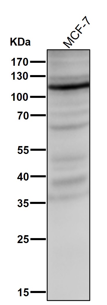 HIF 1 alpha Ab