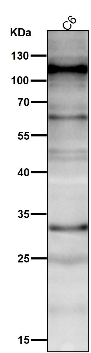 HIF 1 alpha Ab