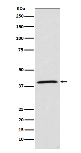 MCL1 Ab