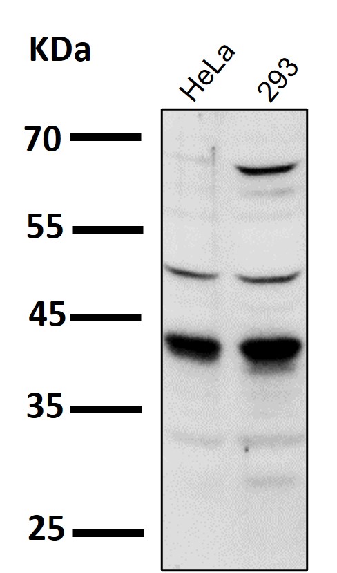 MCL1 Ab