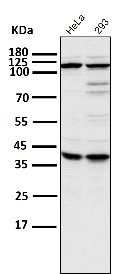 MCL1 Ab