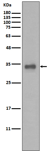 Calponin 1 Ab