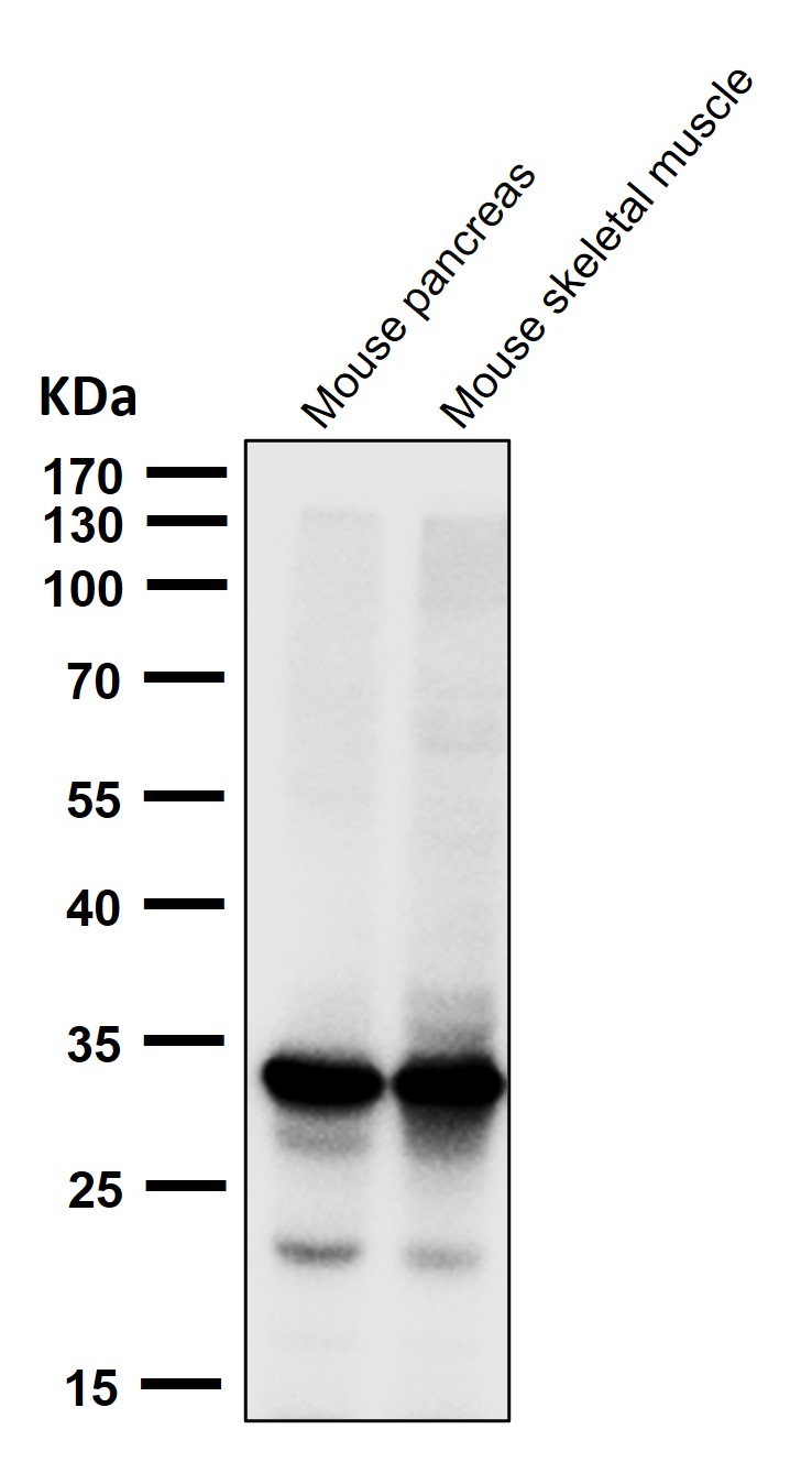 Calponin 1 Ab