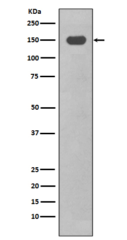 CD11c Ab