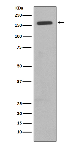 CD11b Ab