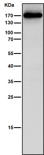 CD11b Ab