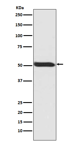 p-p53 (S392) Ab