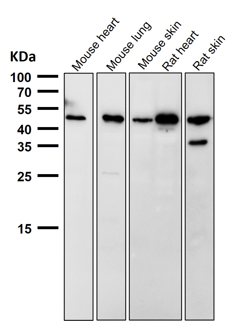 p-p53 (S392) Ab