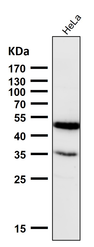 p-p53 (S392) Ab