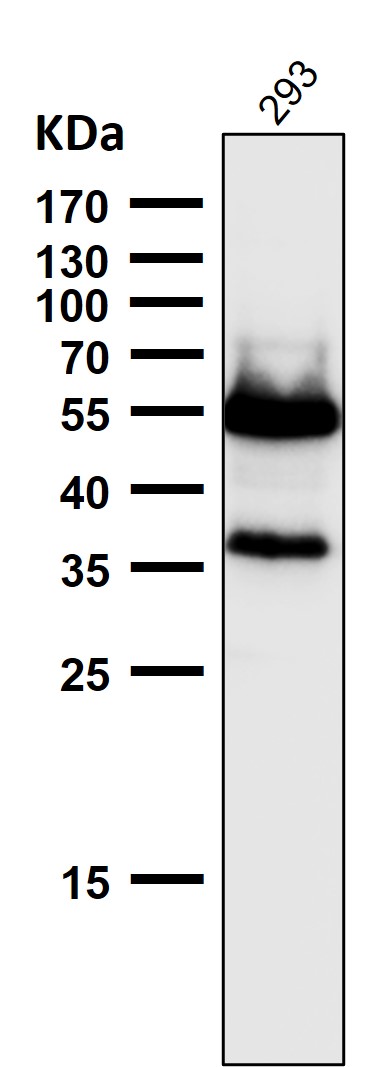 p-p53 (S392) Ab