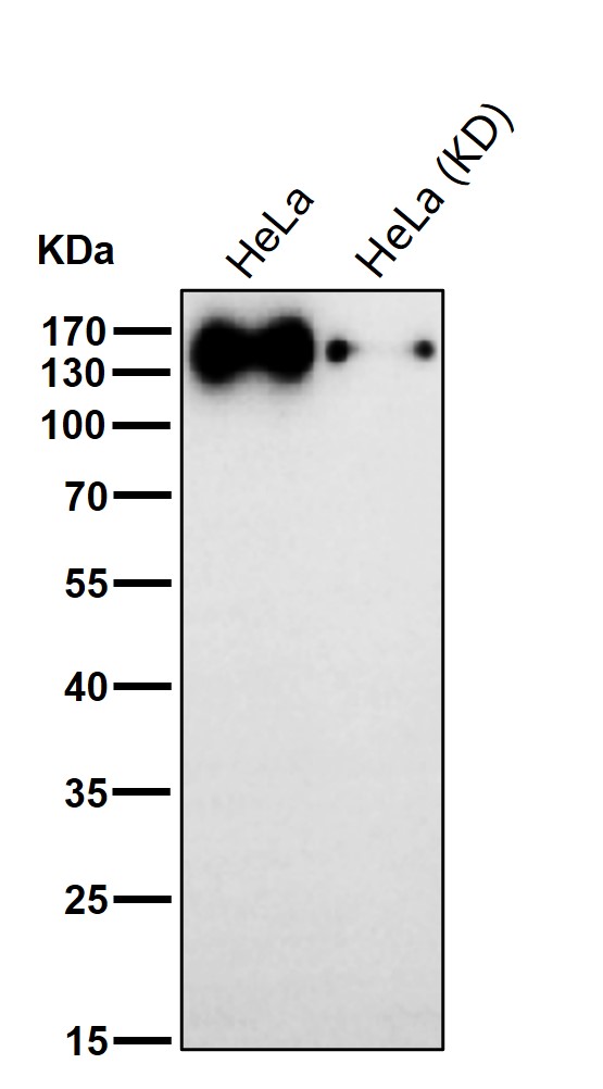 TATA element modulatory factor Ab