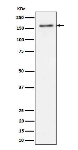 TATA element modulatory factor Ab