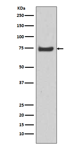 Hsp70 12A Ab