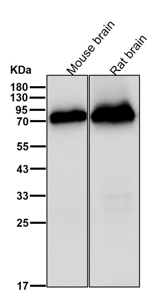 Hsp70 12A Ab