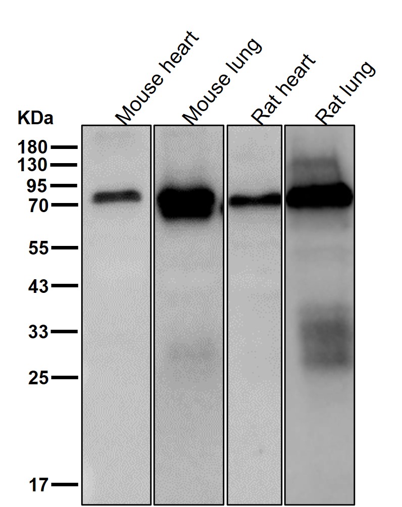 Hsp70 12A Ab