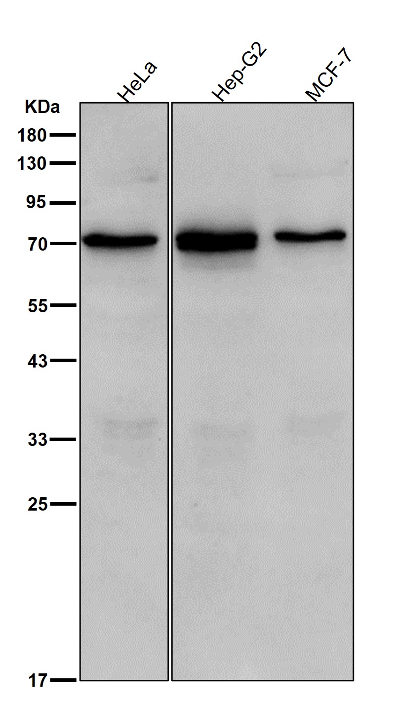 Hsp70 12A Ab