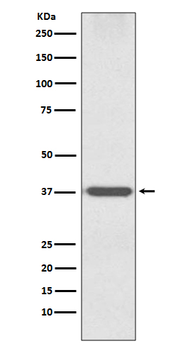 OTX1 Ab