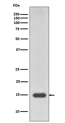 MonoMethyl-Histone H3 (R18) Ab