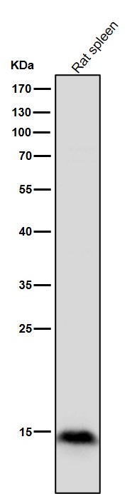 MonoMethyl-Histone H3 (R18) Ab