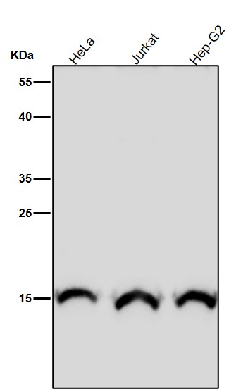 MonoMethyl-Histone H3 (R18) Ab