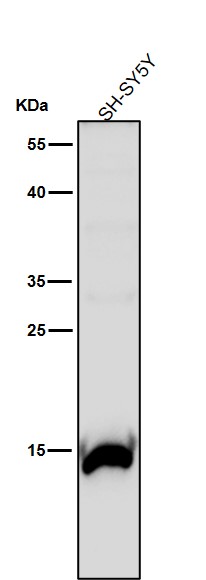 MonoMethyl-Histone H3 (R18) Ab