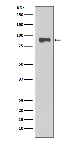 STAT1 Ab