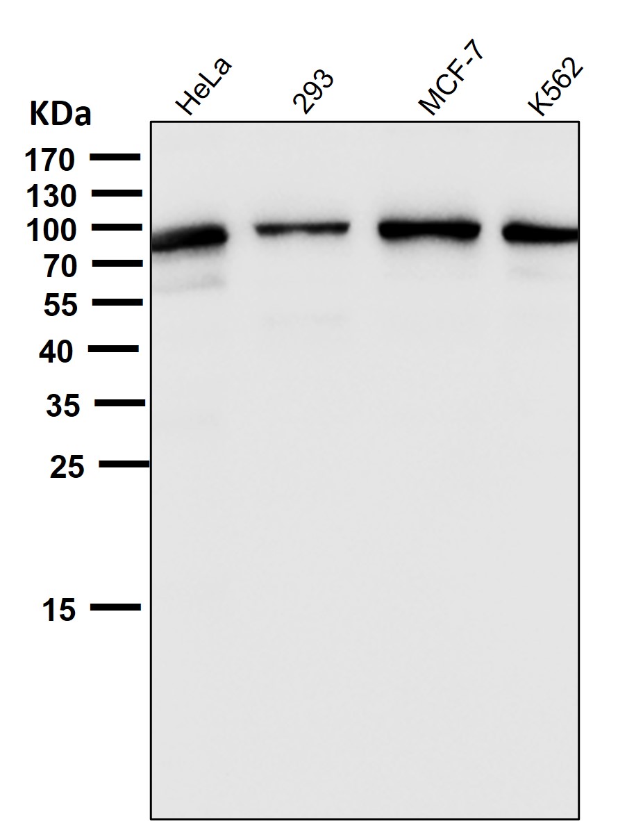 STAT1 Ab