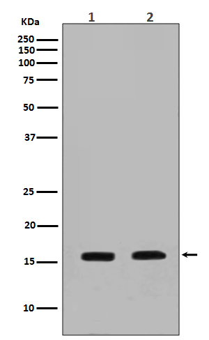 Calmodulin 1 Ab