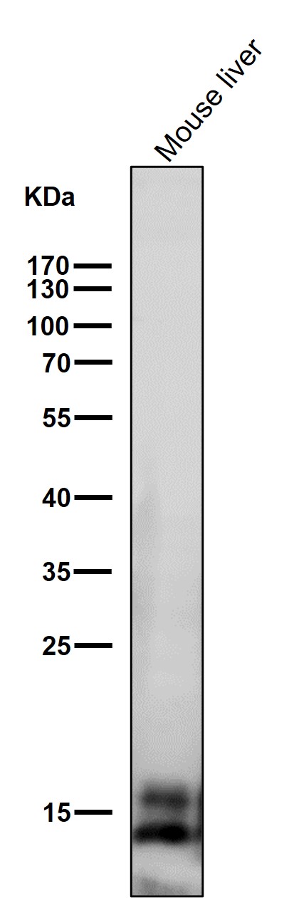 Calmodulin 1 Ab