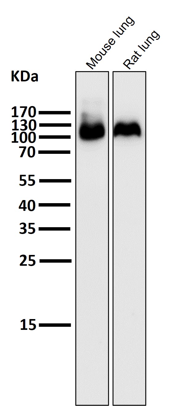 Integrin beta 3 Ab