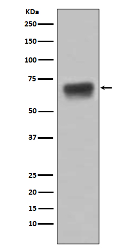 CD86 Ab