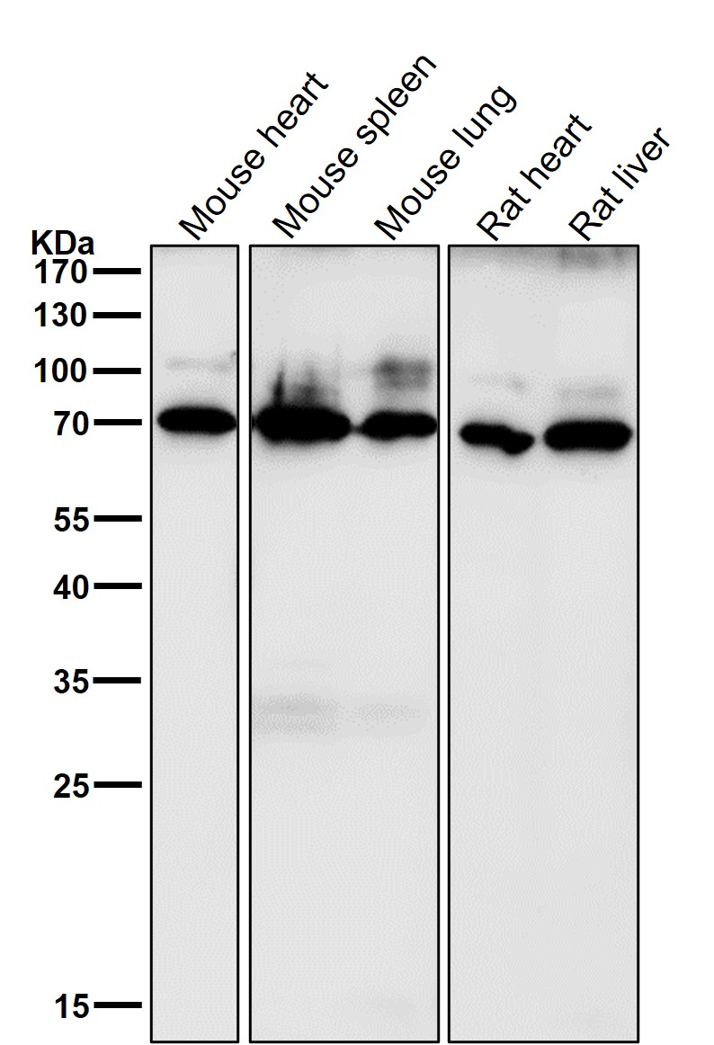 CD86 Ab