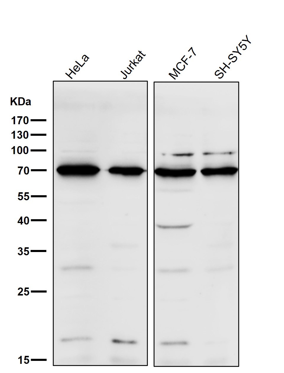 CD86 Ab