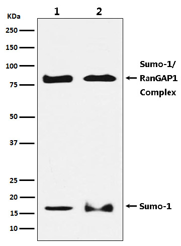 Sumo 1 Ab