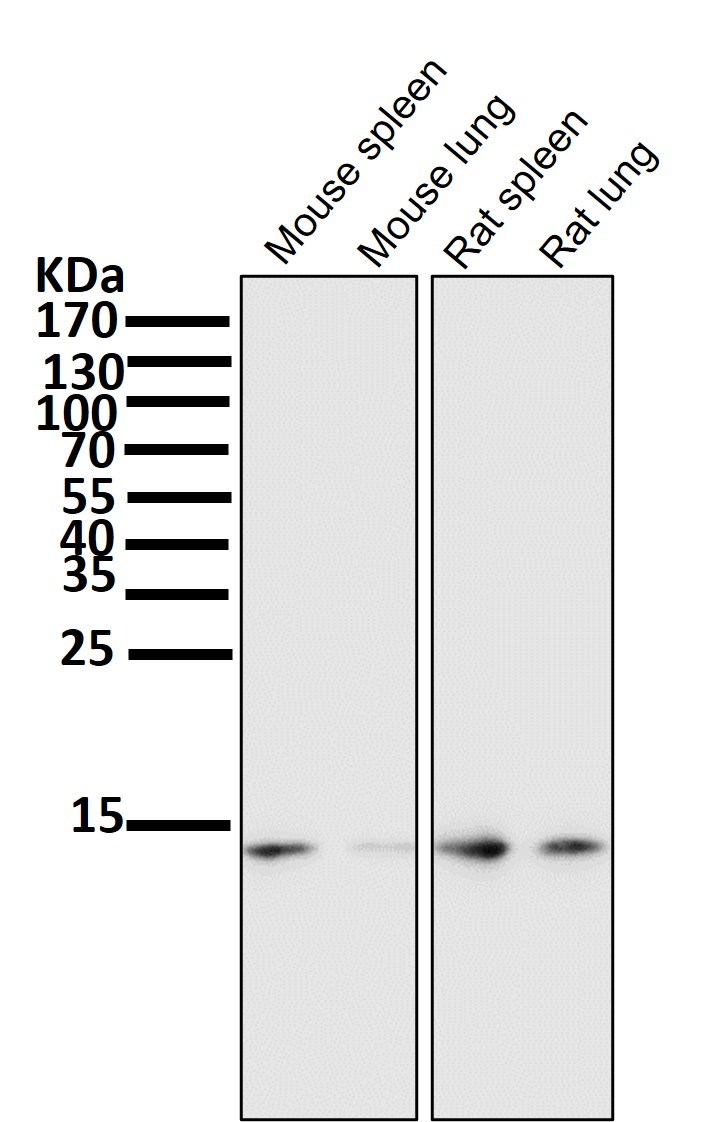 Sumo 1 Ab