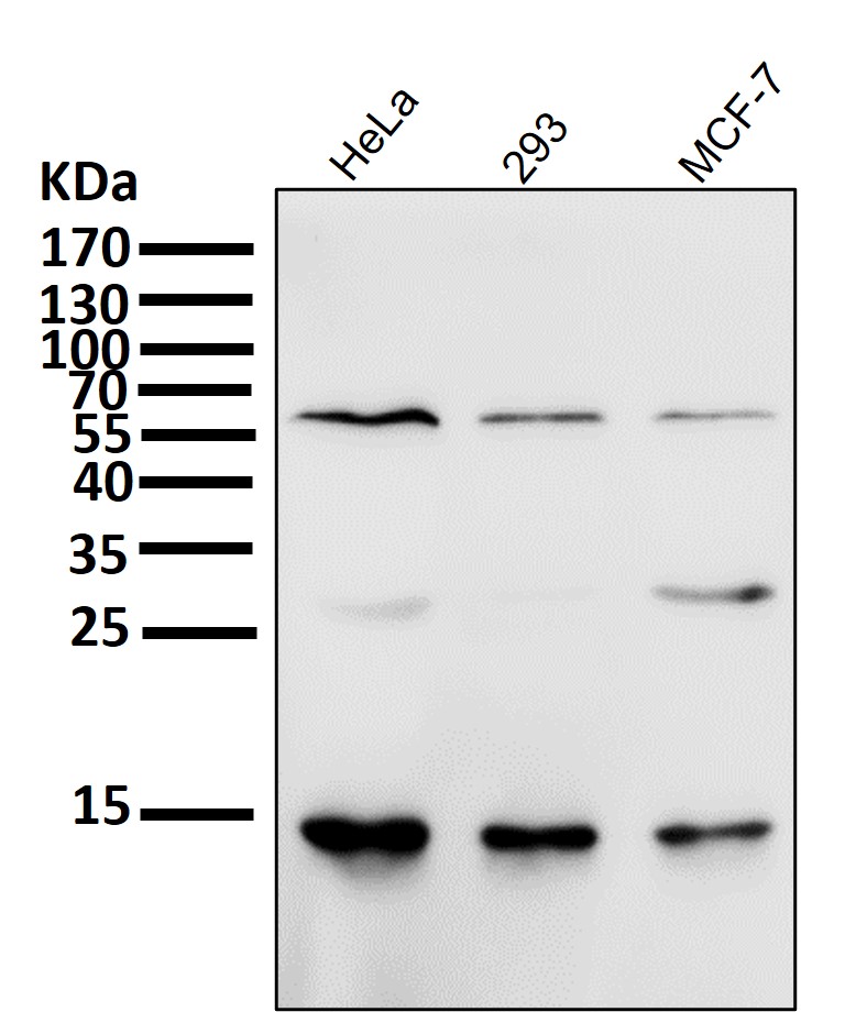 Sumo 1 Ab