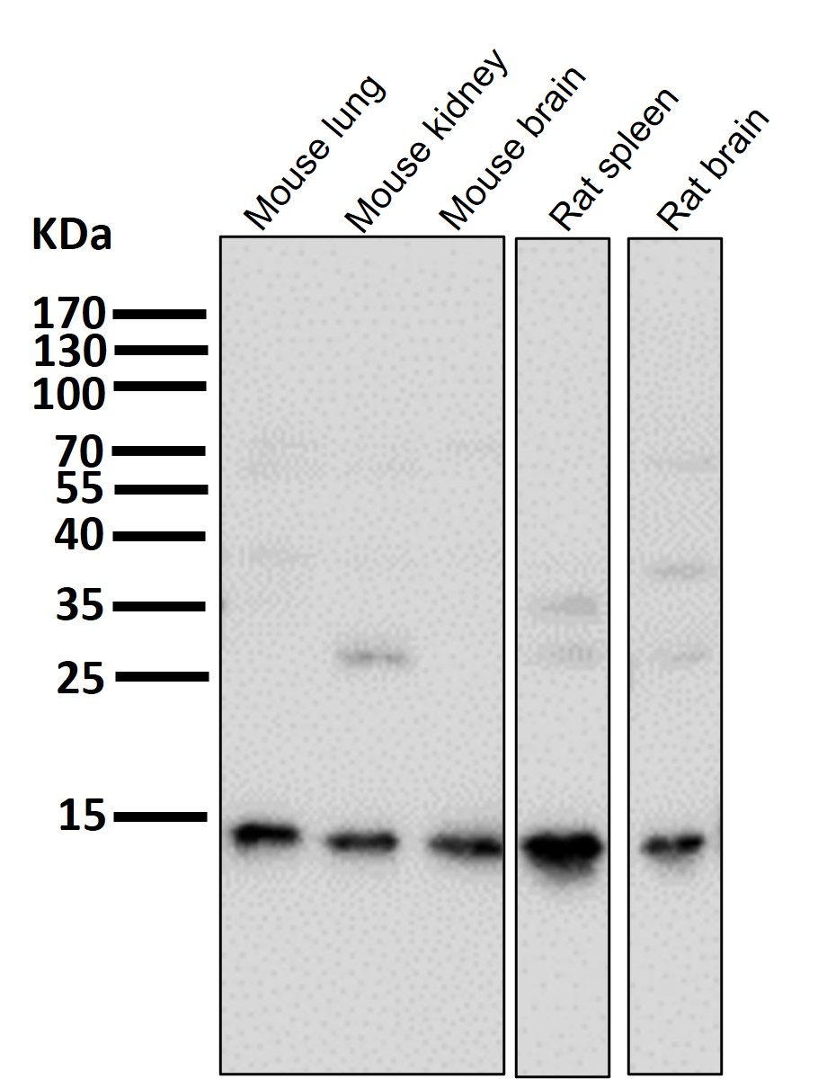 Sumo 1 Ab