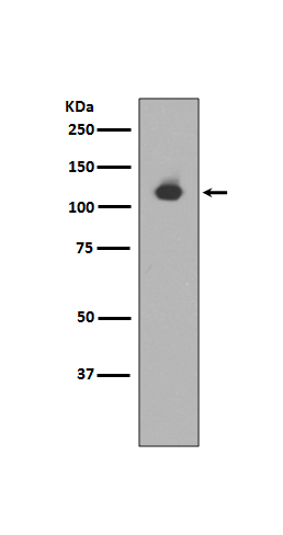 Neuropilin 1 Ab