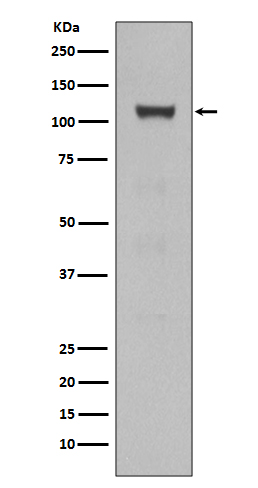 Notch 1 Ab