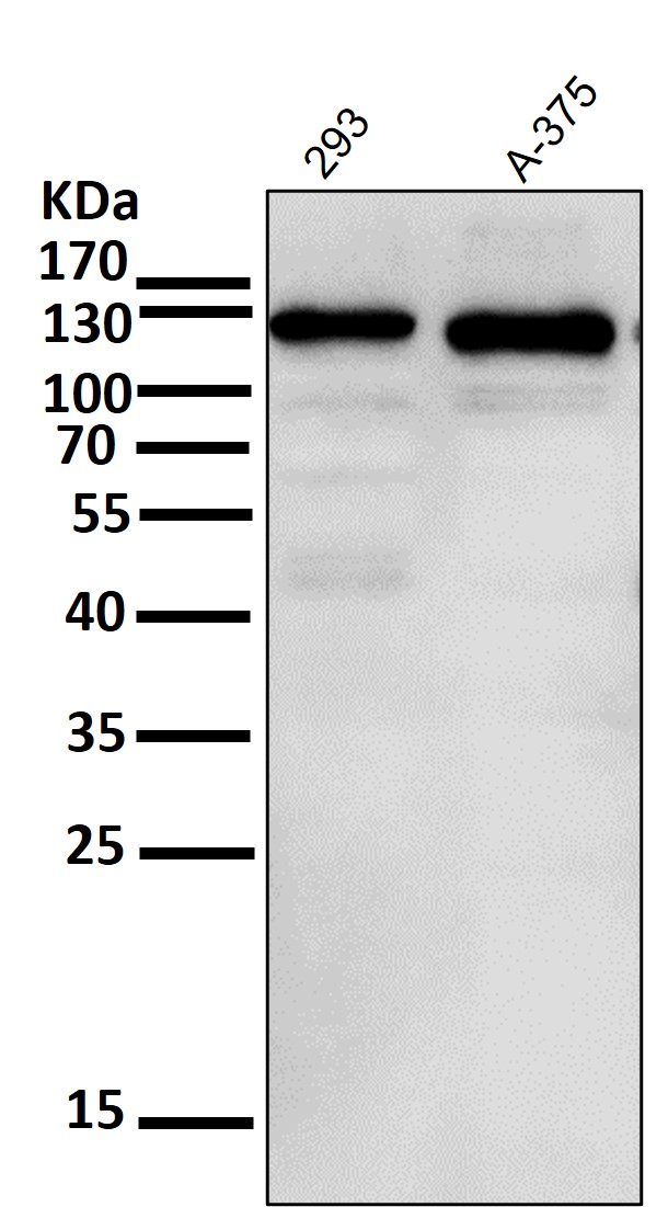 Notch 1 Ab