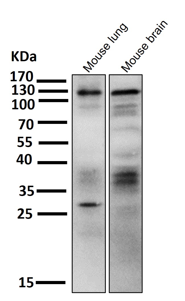 Notch 1 Ab