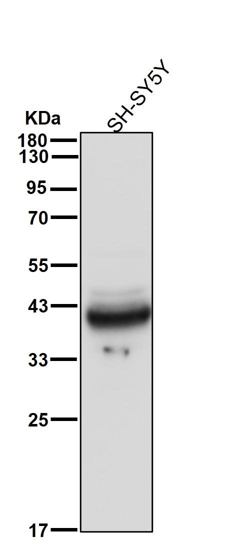 Synaptophysin Ab