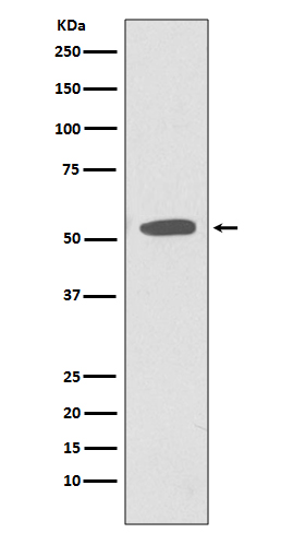 CD47 Ab