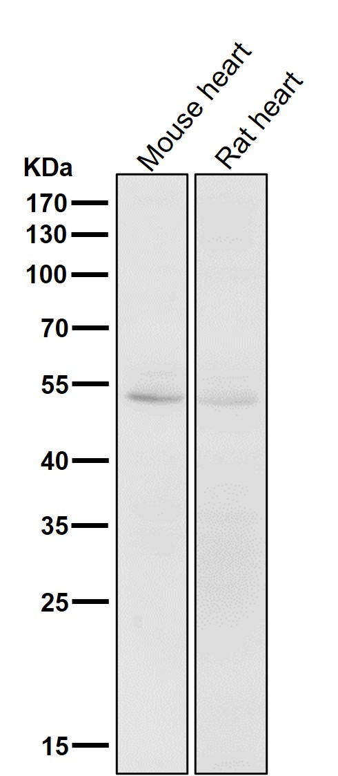 CD47 Ab