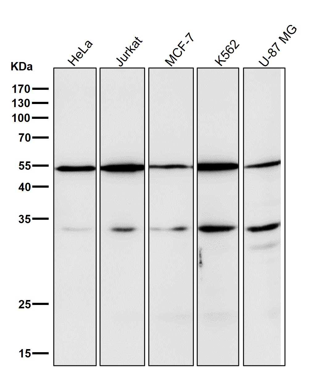 CD47 Ab