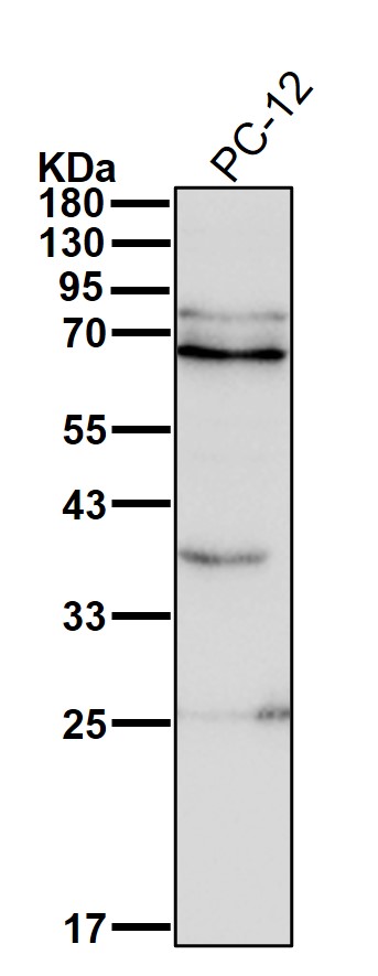 CDC7 Ab